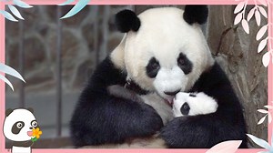 Being surrounded by mothers' love makes baby pandas grow up happily. Do you want to know how these pinky cubs became the 'rice dumplings'? Let's witness the moments of their growth! #PandaTheatre #BestJobInTheWorld | iPanda