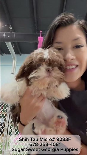 Meet Our Shih Tzu Female Puppy For Sale