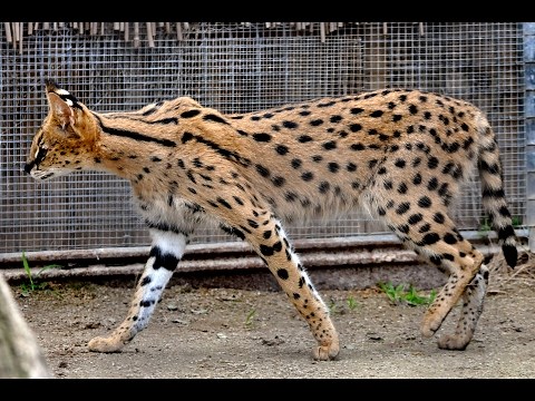 Savannah Cat - All About Savannah Cats