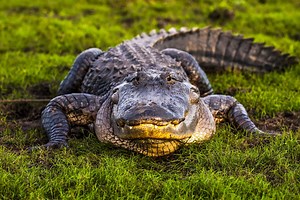 ​6 Largest Alligators Ever Recorded - Our Planet