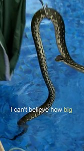 Imagine finding a 3-meter-long Python swimming in your pool 😧 #untamed #snakes #python #drchrisbrown #reptiles | Untamed