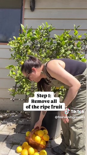 Prune Your Meyer Lemon Tree: A Step-by-Step Guide