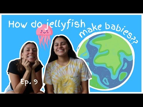 How Do Jellyfish Make Babies? (Jellyfish Reproduction)
