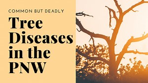 4 Common but Deadly Tree Diseases to Watch for in the PNW | Northwest Arbor-Culture 4 Common but Deadly Tree Diseases to Watch for in the PNW | Complete Tree Service & Certified Arborist Portland OR