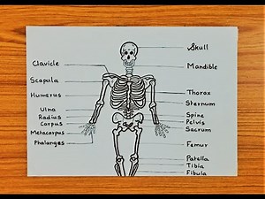 step by step skeletal system drawing |easy skeletal system drawing for beginners