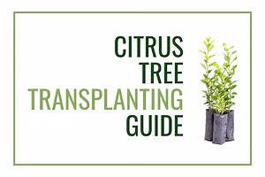 Transplanting Your Citrus Tree
