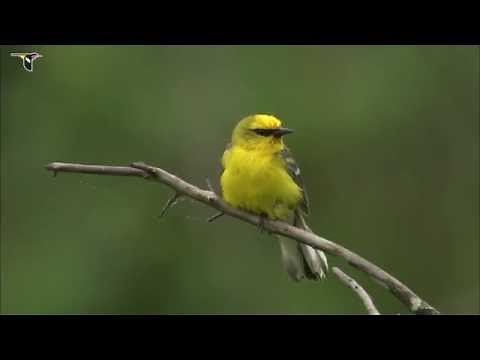 Blue-winged Warbler