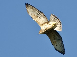 10 Species Of Hawks In North Dakota – Picture And ID Guide