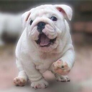 AdmiralBulldog - Twitch