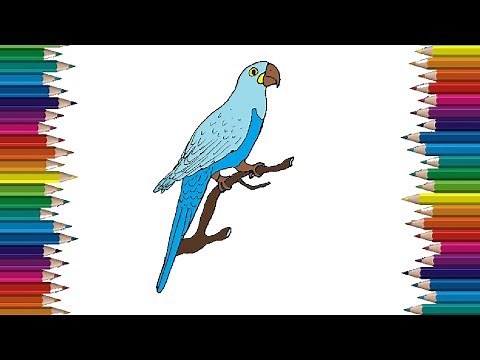 How to Draw a Macaw step by step | Bird drawing easy and coloring
