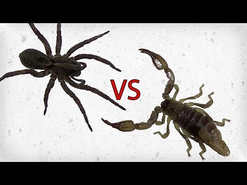 Wolf Spider vs Scorpion