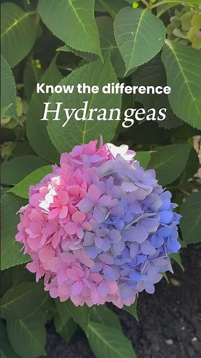 4 types of hydrangeas you should plant in your garden #gardeningideas #hydrangeas #landscaping