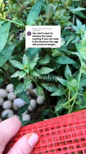 1.4K views · 22 reactions | Washing eggs— yes or no?  Washing eggs is a controversial topic in homesteading and chicken keeping spaces, but why? Some believe it degrades the nutritional content, some believe it spoils them quicker… but all it really comes down to is personal preference. #homesteadlife #homesteadinglife #homesteadmama #backyardhomestead #backyardchickens #chickenkeeper #chickensofinstagram #eggstand #farmstand | Yarn and Thyme | Facebook