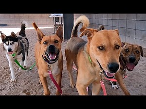 Dog TV Daycare #9