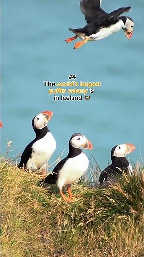 10 Things You Didn’t Know About Iceland 🇮🇸🤯