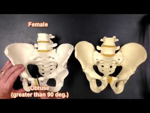 Pelvis Anatomy