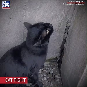 116K views · 1.6K reactions | A rescue team in London accomplished the im-paw-ssible when they rescued a stray cat that was stuck on the banks of the River Thames. | Fox News | Facebook