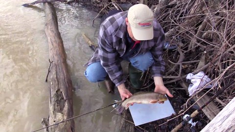 Early season spring channel catfish