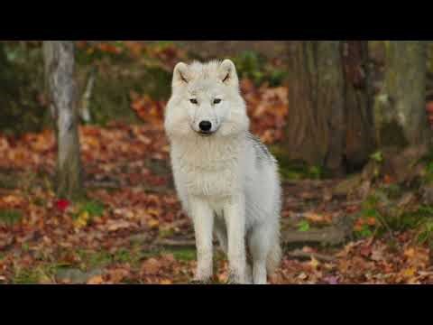 Wolf Sounds – 15 Minutes Sound Effect
