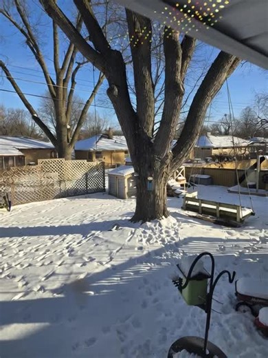 Exploding Trees and Winter Storms in Wisconsin