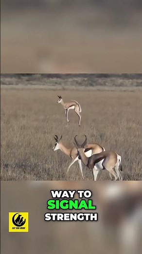 Springboks - Discover the Incredible Leap of Pronging