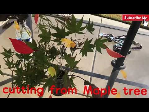 DIY | how to grow maple tree from cutting propagation!!!