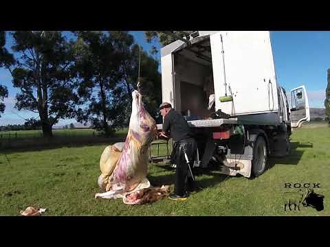 New Zealand homekill cattle