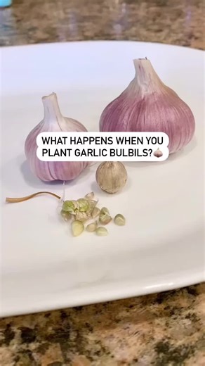Growing Garlic from Bulbils: A Gardener's Guide