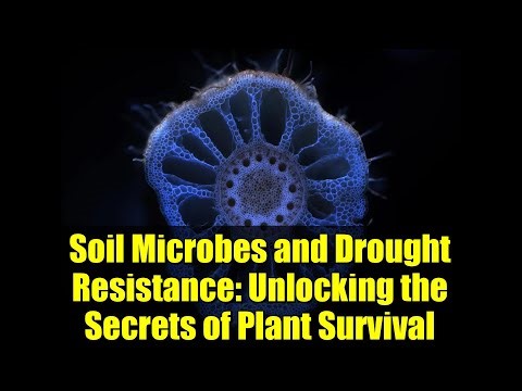 Soil Microbes and Drought Resistance: Unlocking the Secrets of Plant Survival