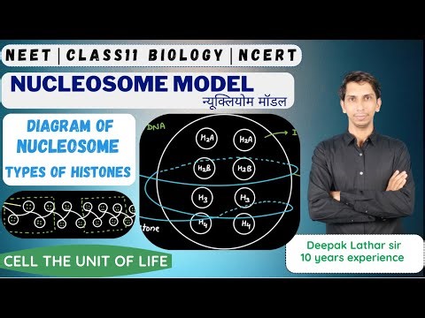 NUCLEOSOME | NUCLEOSOME Model | NUCLEOSOME Diagram | Nucleosome Structure | Structure of Nucleosome