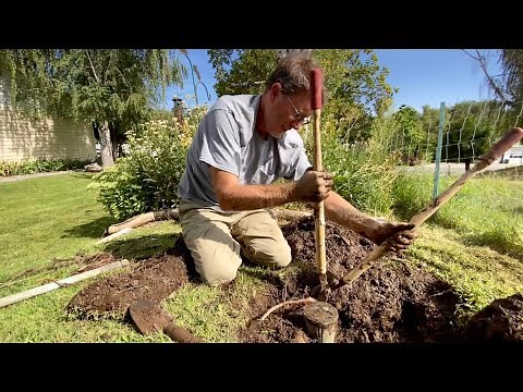 TREE ROOTS OVERWHELM SPRINKLER PIPE / HOW TO REPAIR