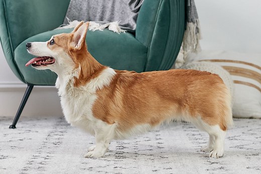 Learn About the Cheerful Pembroke Welsh Corgi