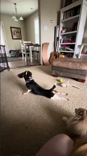 Lottie - Available for Adoption - Triangle Beagle Rescue of NC