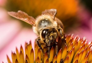 How to Get Rid of Ground Bees: Step by Step Guide - peSTopped