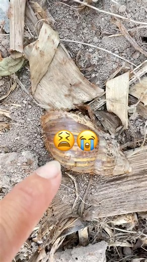 I Saved This Tiny Snail From Hungry Ants! 🐌🐜 | Satisfying Rescue#shorts #snail #shortvideo