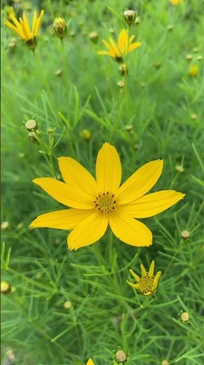 Coreopsis Verticillata Flower #flower #flowers #herbal #herbaltea #nature #naturevideo #naturelovers