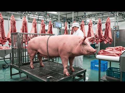 How the Pork Industry Works – Inside a Mega Processing Factory You’ve Never Seen