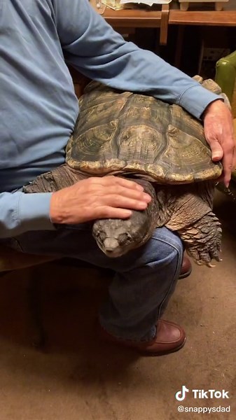 Old Man Shows Off Pet Snapping Turtle - Friendly Reptile!