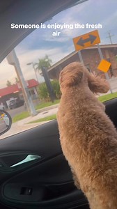 Hashbrown the cockapoo | Chinita1103