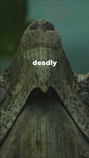 The Jaw-Dropping Bite Force of the Alligator Snapping Turtle!