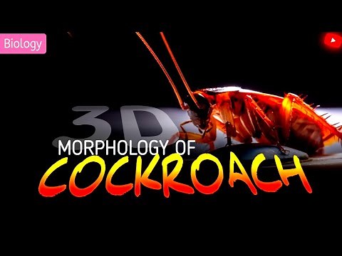 Cockroach Class 11 NEET ANIMATION || 3D ANIMATION ||‪@LearnWith3DANIMATION49‬