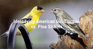 American Goldfinch or Pine Siskin? (video) - All Seasons Wild Bird Store
