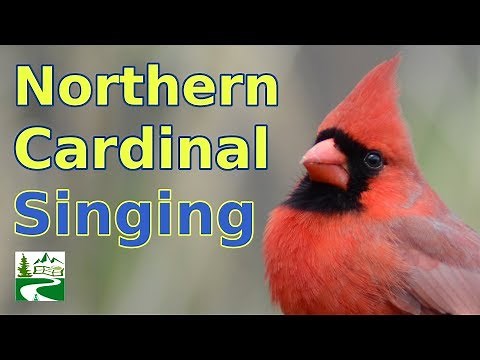 Cardinal Singing & Call Sounds
