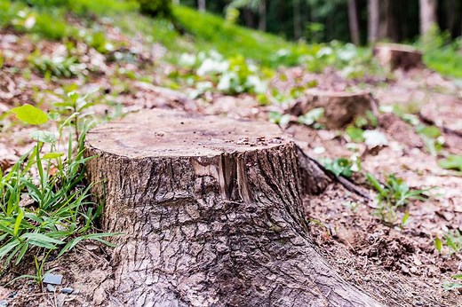 Easy and Cost-Effective Ways to Remove a Tree Stump Without a Grinder