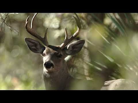 Identify: Mule Deer vs. White-tailed Deer