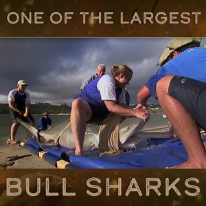 Jeremy Wade reels in a monster Bull Shark, allowing a group of scientists to better understand why these sharks are appearing in the Breede River, South Africa. | River Monsters Global