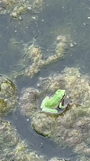 Pacific Green Treefrog