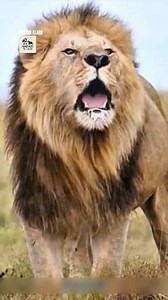 633K views · 7.8K reactions | Pertarungan Singa yang Menggetarkan! Tak Disangka Hasilnya Begini! #reels #viral #fyp #masukberanda #viralvideo #reelsviral #momenviral #trending #infoterkini #alurcerita | Muhammad Reza | Facebook