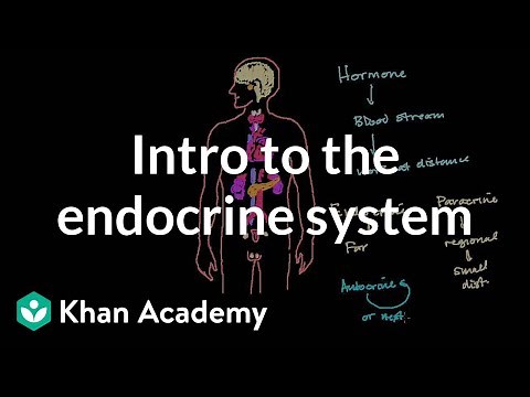 Intro to the endocrine system | Health & Medicine | Khan Academy