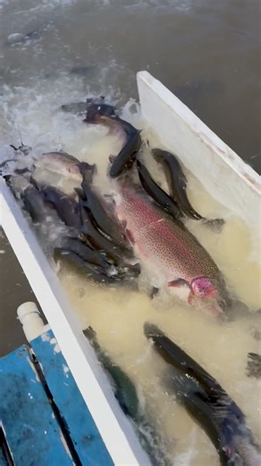 FishingLakes.com on Instagram: "We got a train 🚂 of Trophy Trout! #fishing #troutfishing #bigfish"